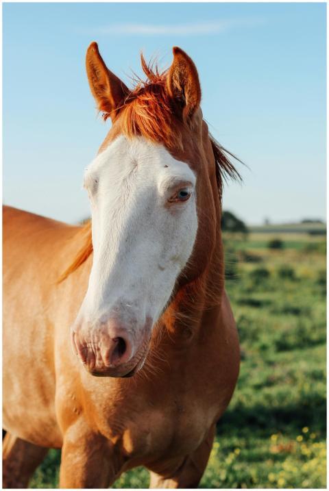 Close-up of a chestnut horse with white markings i