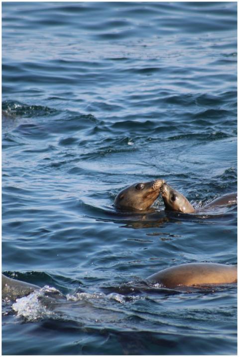 A playful interaction between two sea lions in ope