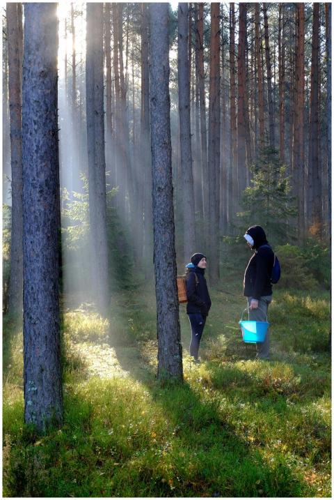 Two individuals standing in a sunlit forest cleari