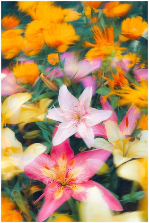Colorful lilies and marigolds in a vibrant garden