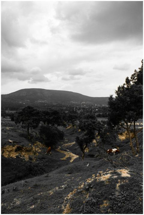 Tranquil scene of horses grazing in a picturesque