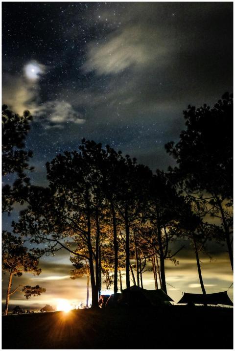 Silhouetted trees and tents under a starry sky in