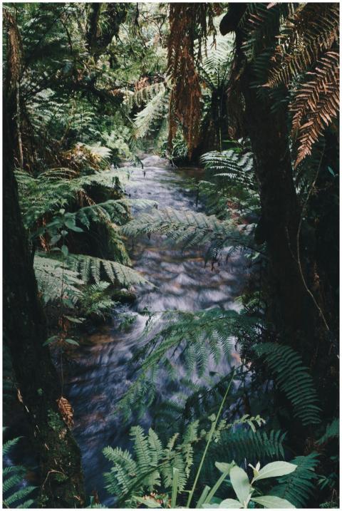 Tranquil stream flowing through a lush, green rain