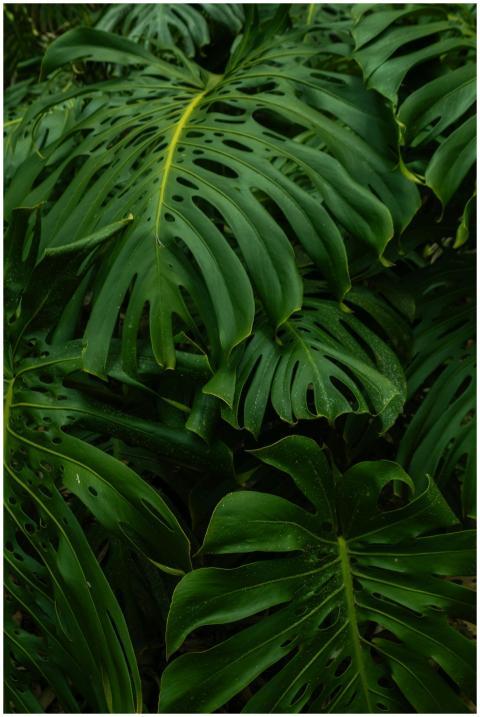Vibrant green Monstera leaves thriving in Colombia
