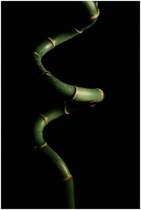 A close-up of a green spiral bamboo plant against