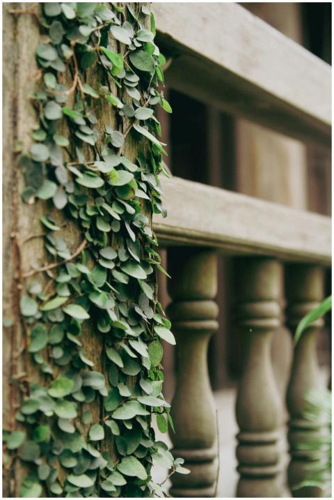Close-up of green ivy climbing on a rustic wooden