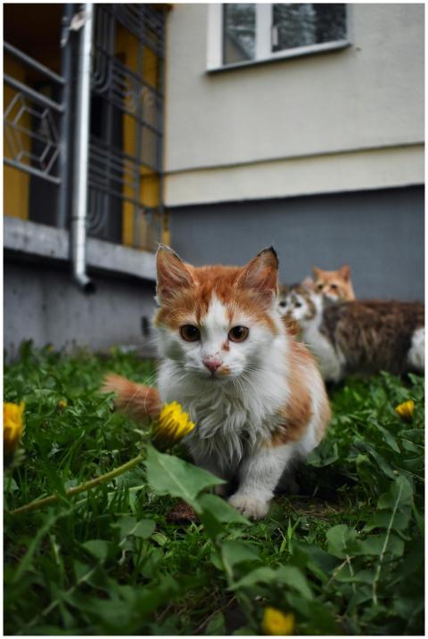 Three cats explore dandelion-strewn garden near re