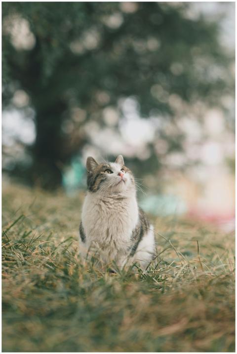 White and gray cat looking up while sitting on gra