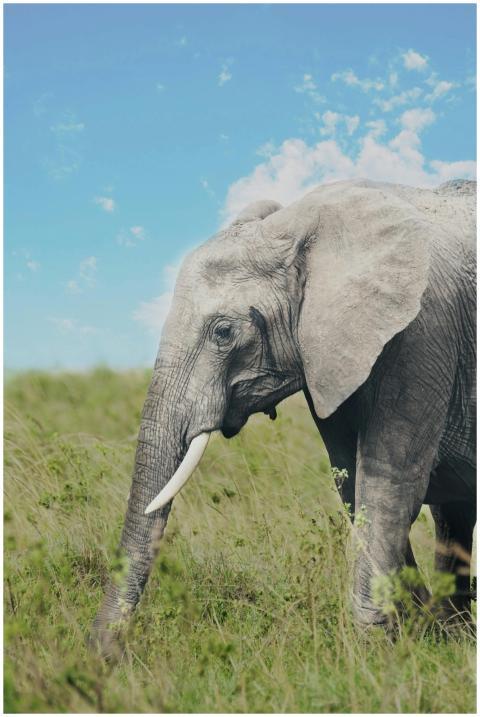 A majestic African elephant gracefully roaming a g