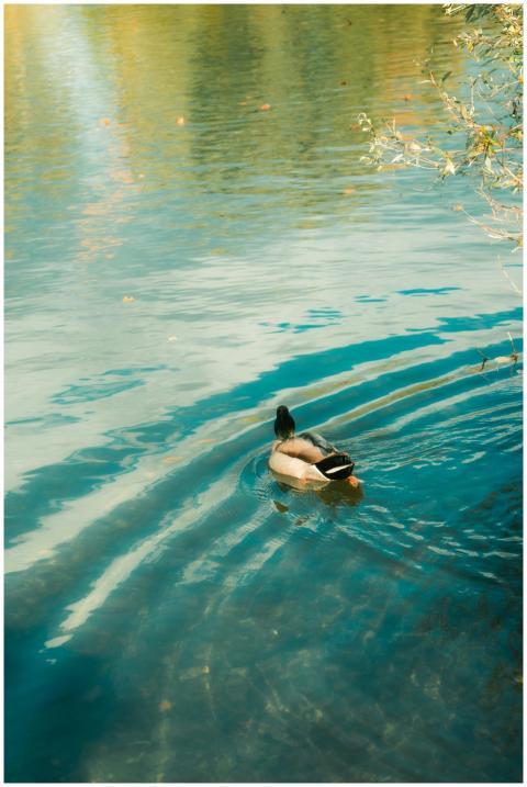 Free stock photo of duck