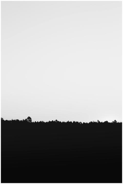 A minimalist black and white image featuring a tre