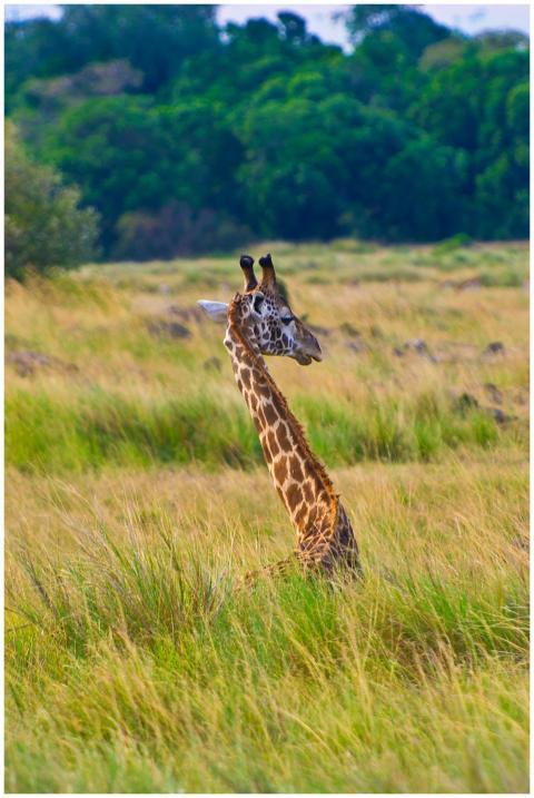 Giraffe sitting among the tall grasses of the Keny