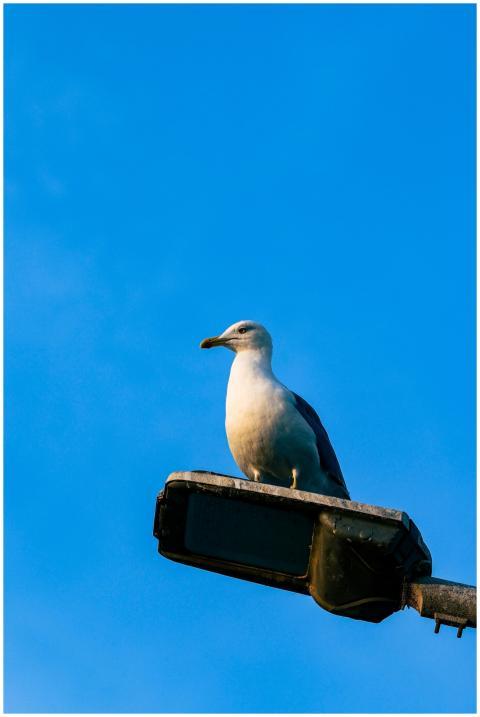 A seagull perched on a lamp post against a clear b