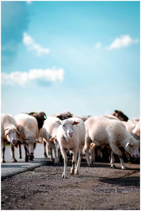A herd of sheep crossing a rural road under a brig