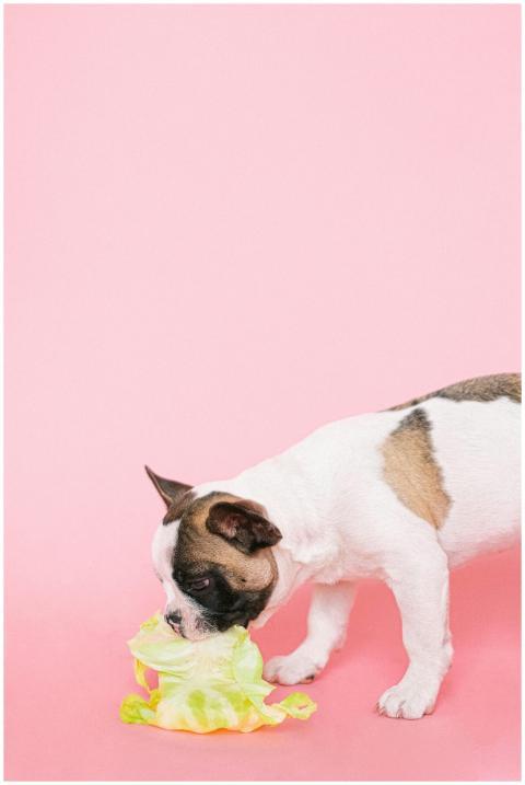 Adorable French Bulldog puppy enjoying a cabbage o