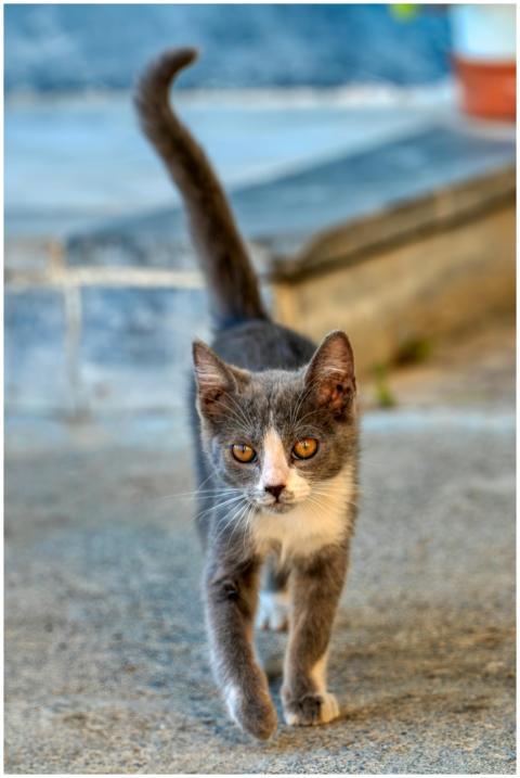 Adorable grey kitten walking with curiosity on a s
