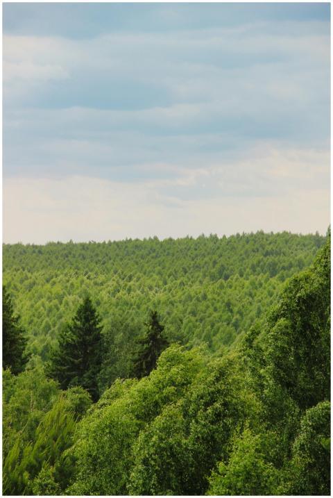 Scenic view of a lush green forest stretching to t