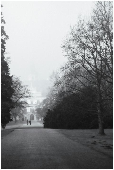 Black and white view of a misty winter park with t