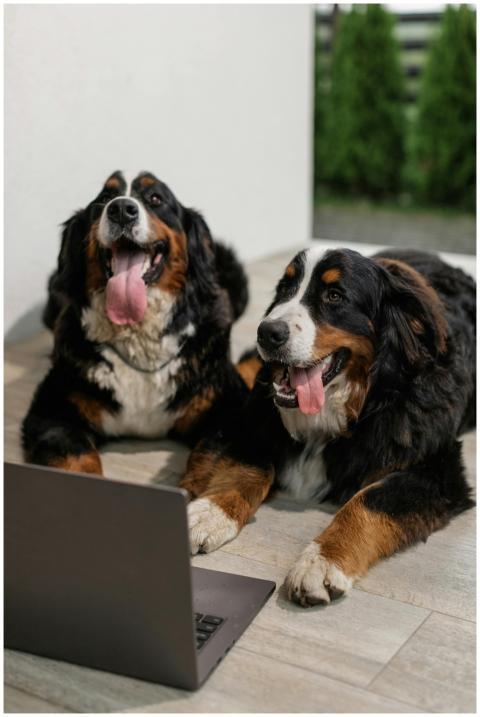 Two happy Bernese Mountain Dogs sitting indoors ne