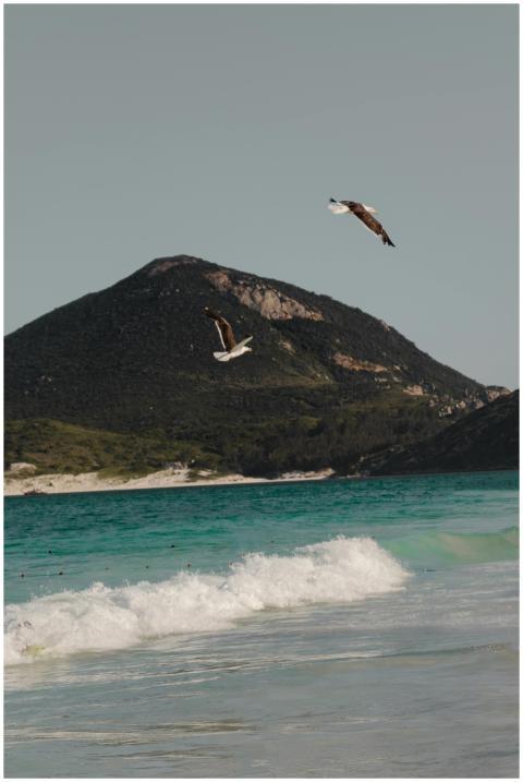 A serene beach scene with seagulls over the ocean