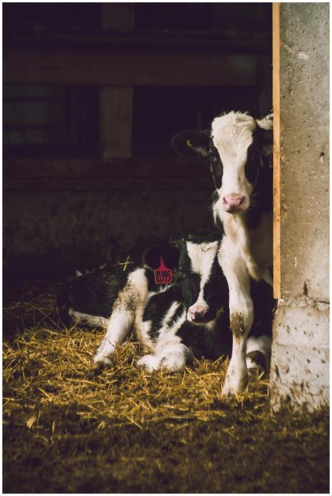 Two young calves resting in a sunlit barn, showcas