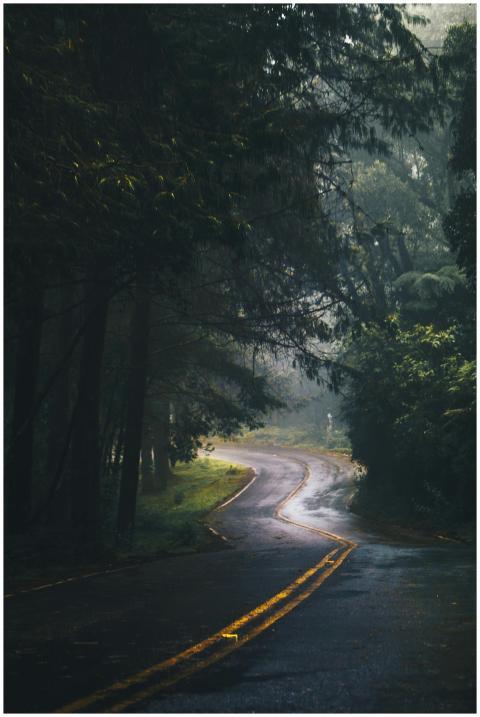 A tranquil curved forest road after rain, surround