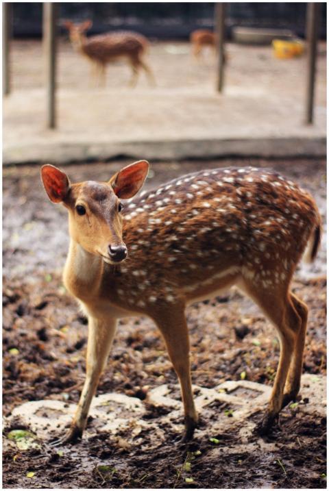 Close-up of a spotted deer standing outdoors in a