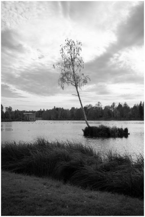 A tranquil grayscale image featuring a solitary tr