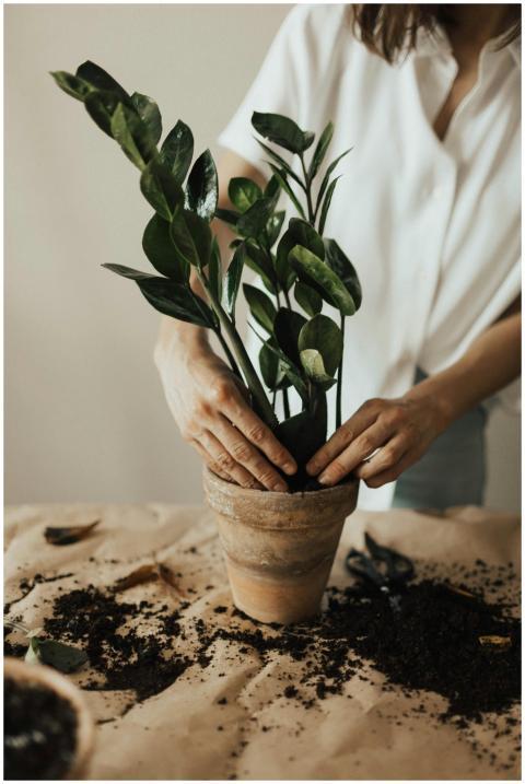 Person potting a houseplant with soil, showcasing
