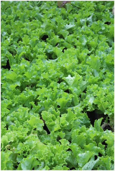 Lush Green Lettuce Field