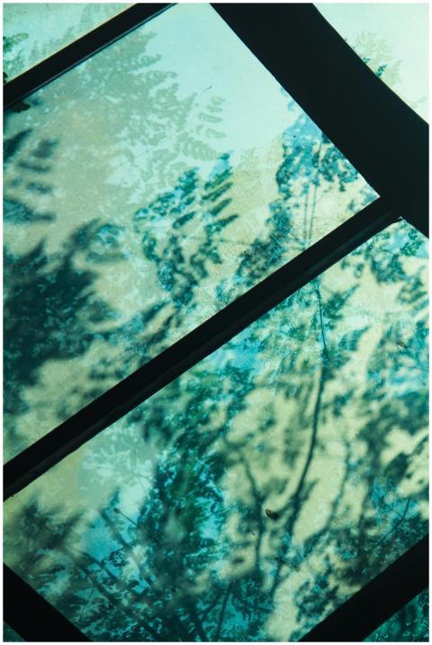 Abstract Tree Reflections Window