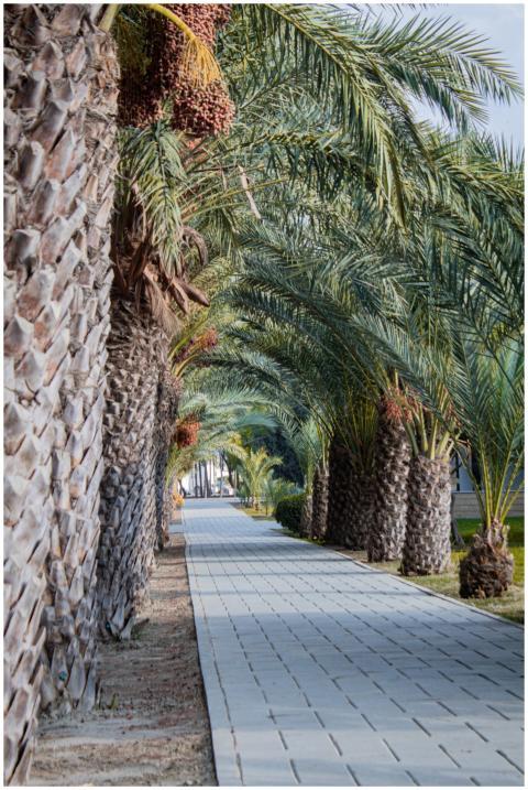 Palm Trees Lining Paved