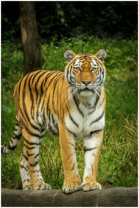 Close-up of a tiger standing gracefully in a lush
