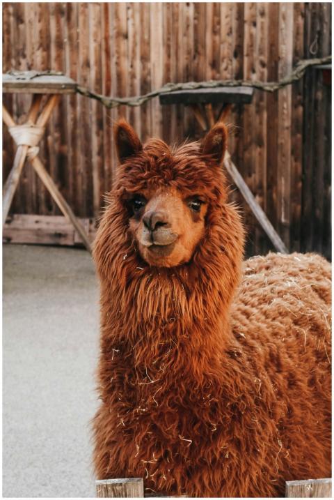 Adorable close-up of a brown llama with fluffy fur