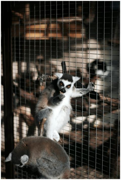 Close-up of ring-tailed lemurs in a cage, ideal fo