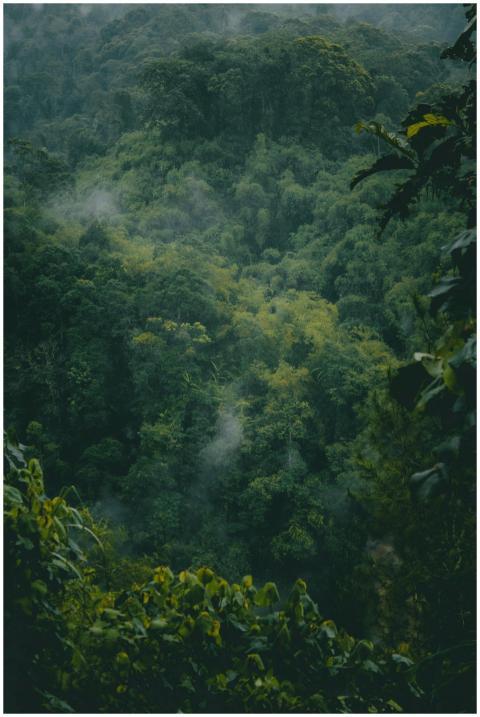 Lush misty tropical rainforest landscape in Tasikm