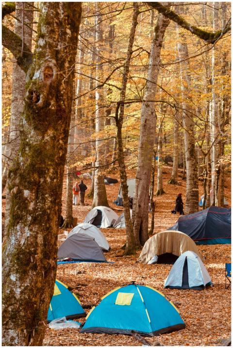 Autumn Camping Forest Colorful
