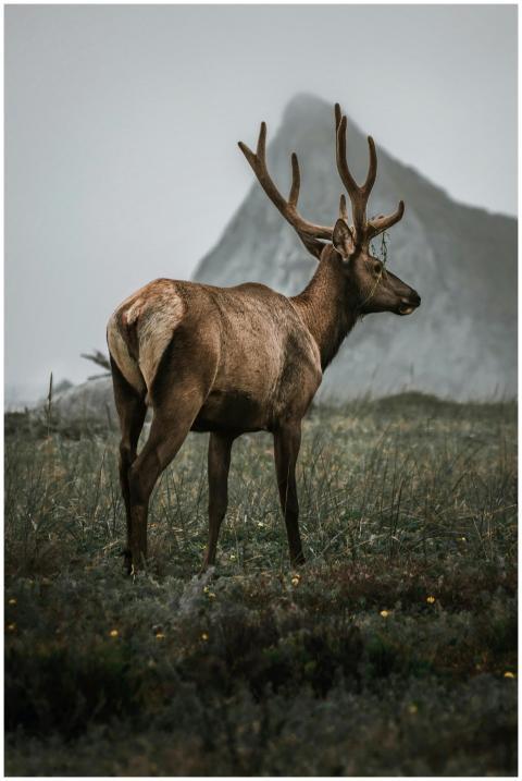 A serene deer with antlers stands in front of a mi