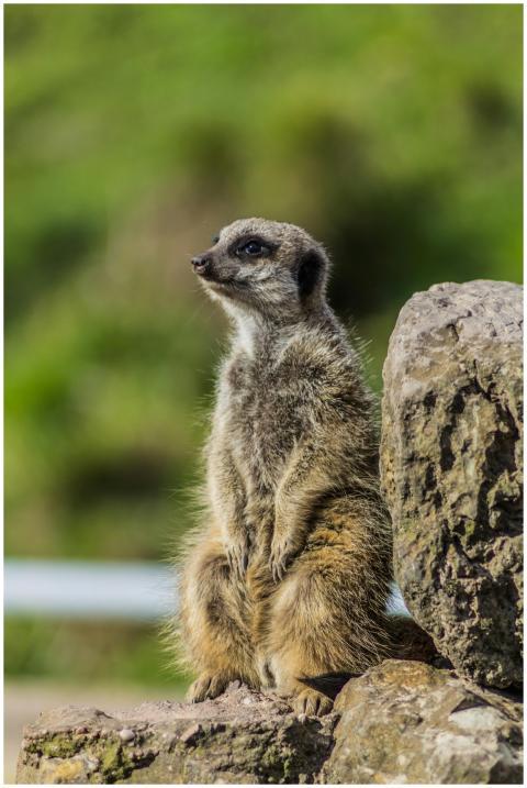 Close-up of a meerkat standing next to rocks in a
