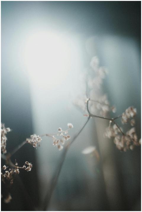 Soft-focused branches with blossoms illuminated by