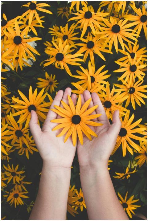 Close-up of hands holding vibrant yellow daisies,