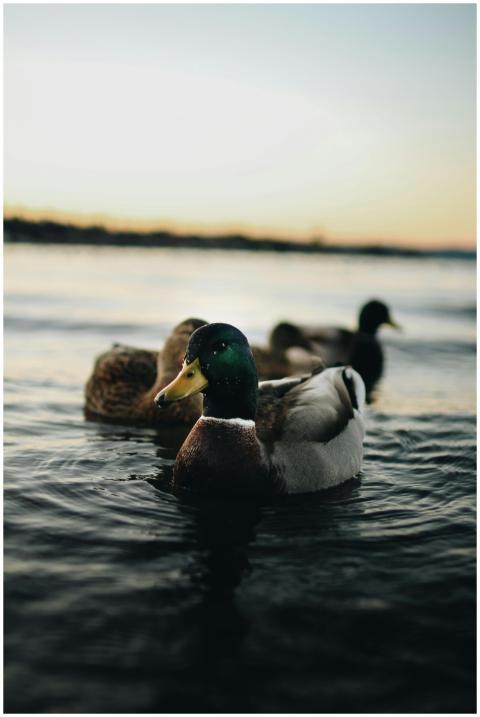 Peaceful scene of mallard ducks swimming on a tran