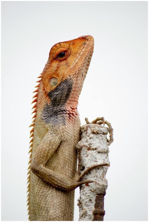 Detailed shot of a bearded dragon lizard with colo