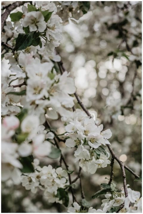 Close-up of apple tree blossoms in full bloom duri