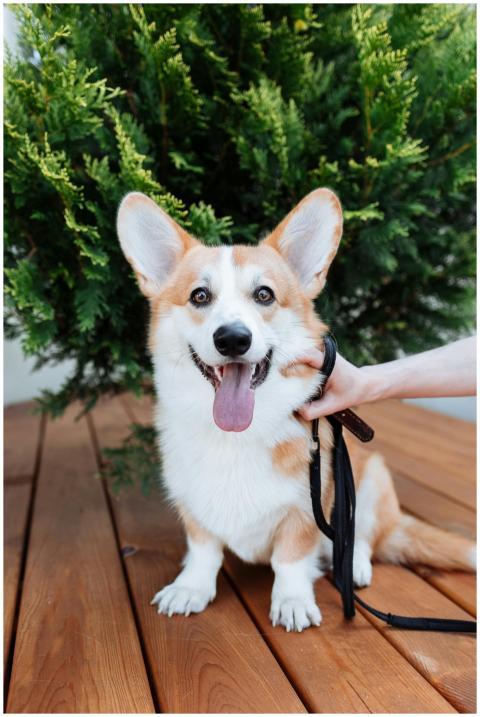 Charming corgi sitting on a wooden deck with leash