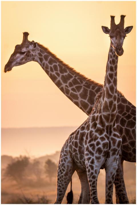 Two giraffes basking in the warm sunset on the Sou