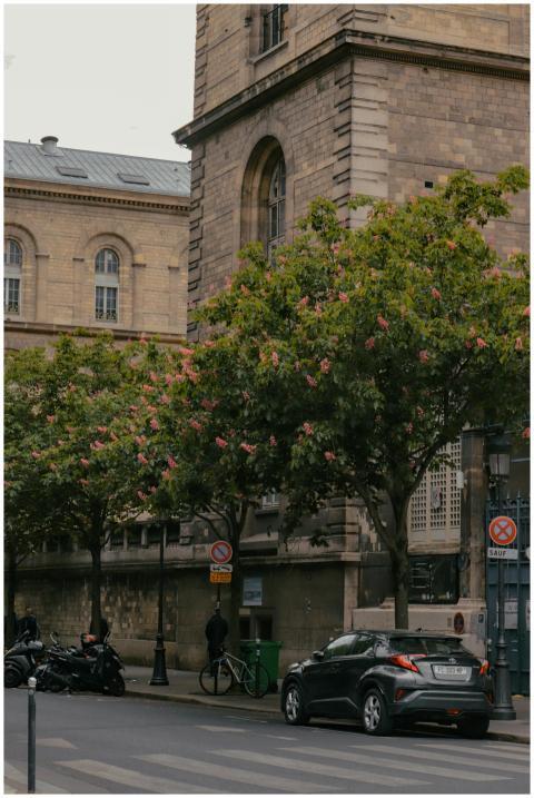 Quaint Paris street view with trees, cars, and his