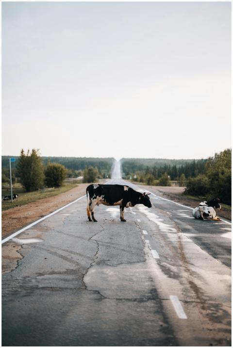 Peaceful rural scene with cows on an open road ami