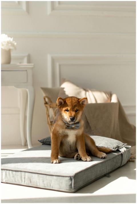 Charming Shiba Inu puppy sitting on a cushion in a