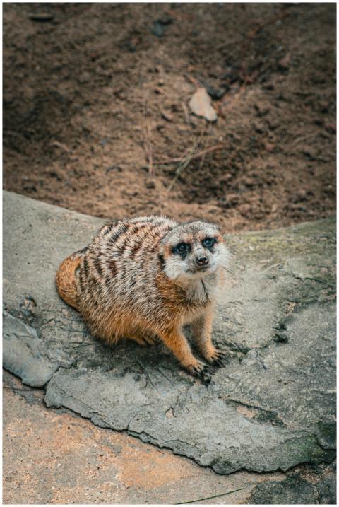 Close-up of a meerkat sitting on rocky terrain, sh